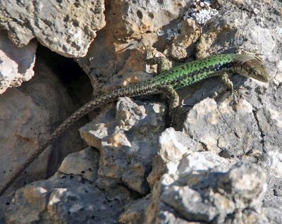 Прикрепленное изображение: IMGP6556.jpg